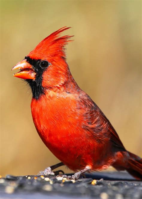 choose   cardinal bird feeder food reviews faqs top