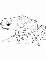 Frog Dart Rana Banded Colorare Dardo Frogs Venenosa Siluetas sketch template