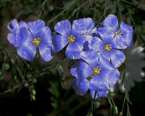 fileflax flowersjpg wikimedia commons