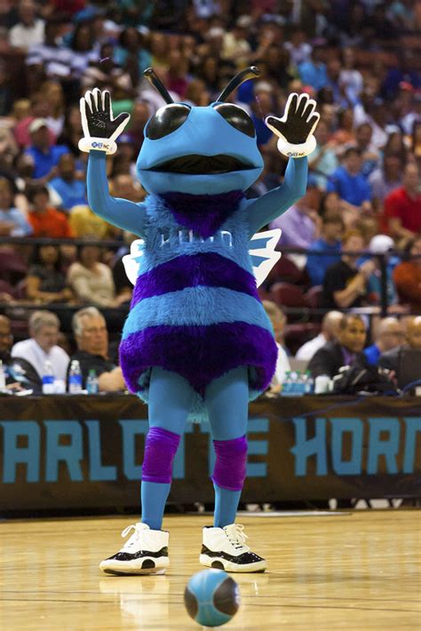 hugo the hornet spotted in the concord air jordan 11 last night sole collector