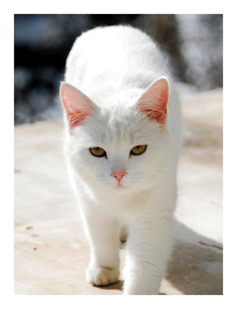 white cat   manwithashadow  deviantart