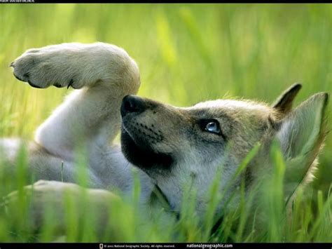 wolf puppies photo  fanpop