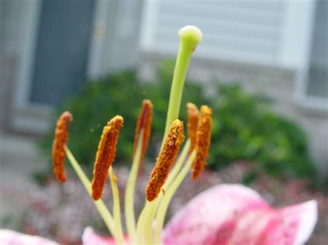 lily flower stamens picslearning