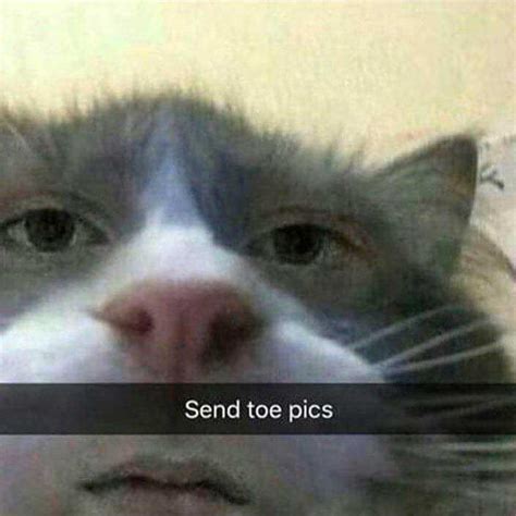 close    cats face    send  pics