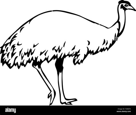 Emu Illustration Stock Vector Image And Art Alamy