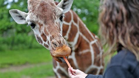 indianapolis zoo  ways    animals  close