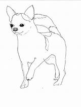 Coloring Chihuahua Pages Popular sketch template