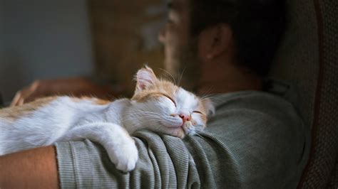 cats sleep   readers digest