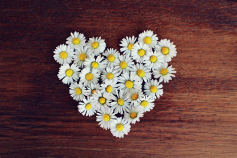 photo daisy heart daisy heart love  image  pixabay