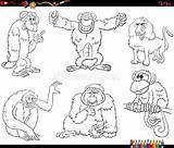Apes Monkeys sketch template