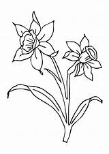 Daffodil Coloring Pages Books Printable sketch template