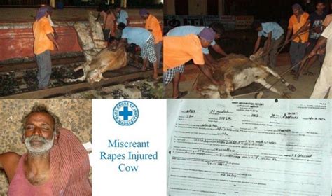 Indian Man Arrested For Raping Cow Republic Of Buzz