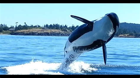 orcas     mommas view