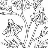 Wildflowers Wildflower Botanicals sketch template