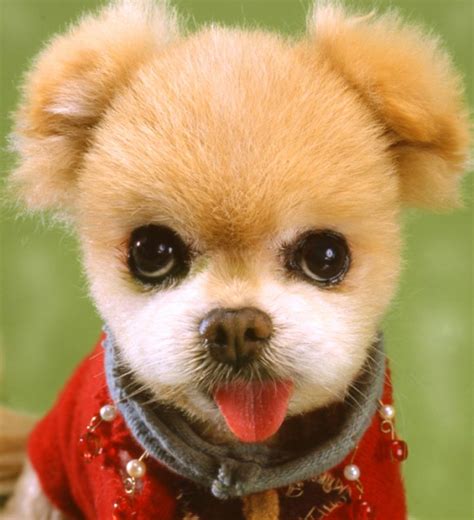 cutest puppies   world pictures