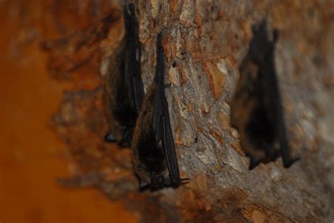 bats  attics     conservation  ecological society  america