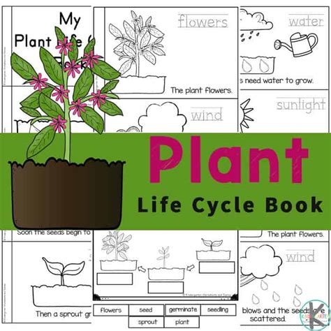 plant life cycles printable emergent reader  worksheets
