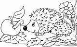 Ausmalen Igel Riccio Hedgehog Herbstbilder Ausmalbild Hedgehogs Arici Colorat Automne Sagome Plansa Porcospino Malvorlage Hérissons Scaricare Vorlage Siili Animali Tante sketch template
