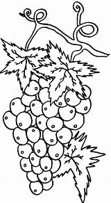 Grapes Wine Coloring Pages Getcolorings sketch template
