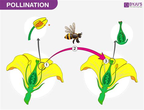 pollination introduction process  types  pollination