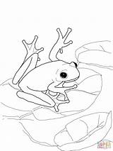 Frog Coloring Coqui Tree Pages Green Frogs Printable Drawing American Red Dart Poison Eyed Bullfrog Adults Puerto Rico Puzzle Color sketch template
