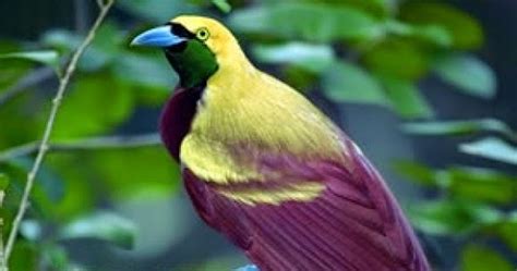 Amazing Places To Visit Around The World The Emperor Bird Of Paradise