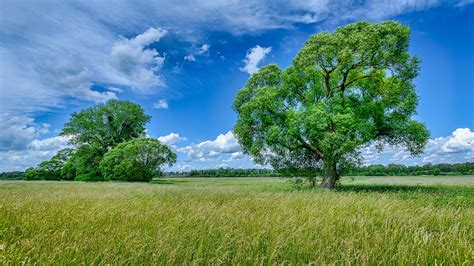 field  green trees  blue sky  clouds background  summer