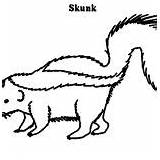 Skunk Coloring Striped Hunt North American Food sketch template