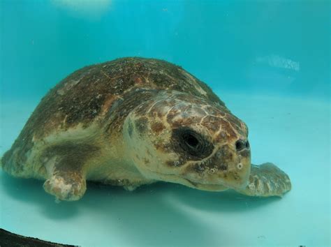 loggerhead sea turtle released  sanibel