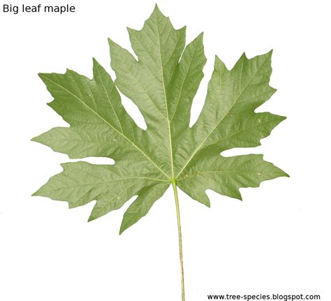 worlds tree species bigleaf maple leaf