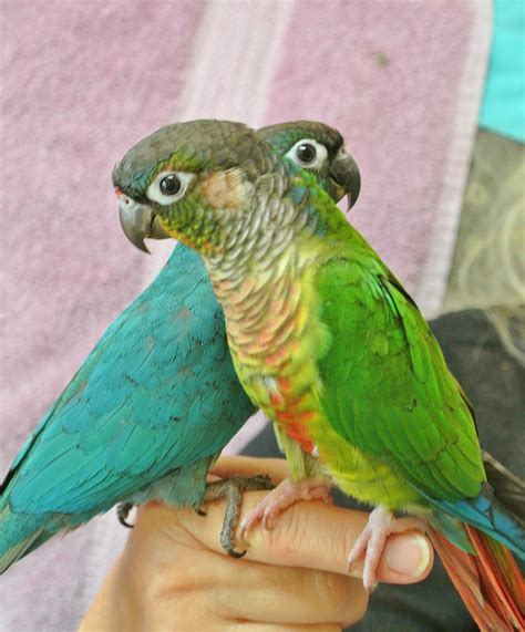 conures    wonderful  parrots   turquoise