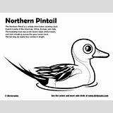 Pintail Northern Coloring 9kb 400px sketch template