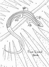 Skink Coloring Pages Color Animal Print Back sketch template