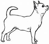 Dog Outline Drawing Chihuahua Clipart Dogs Clip Drawings Simple Cute Pet Draw Easy Funny Coloring Drawn Cliparts Puppy Chiwawa Printable sketch template
