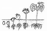 Propagation Germination Growing Plant Drawing Dicot Seed Seedling Drawings Figure sketch template