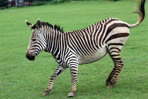 zebra beautiful animal facts photographs wildlife  world