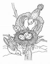 Coloring Birds Nest Flying Adult Etsy Digital Pages sketch template