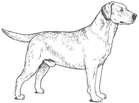 pin  ulla olesen  papirklip motiver dog drawing yellow labrador