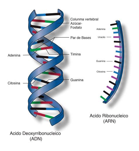 Ácido nucleico nhgri