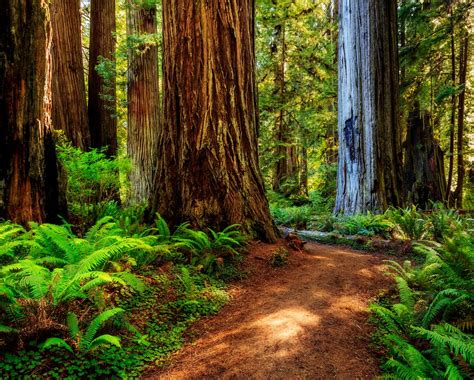 californias redwood coast lonely planets top  travel destinations