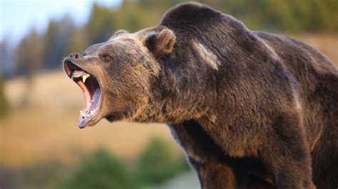 man fought  grizzly bear   pocketknife