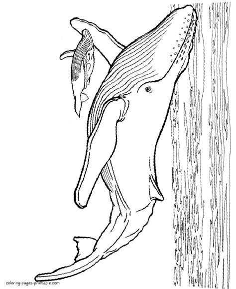 blue whale coloring page coloring pages printablecom