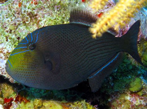 black durgon melichthys niger belize photo  tropical reefs
