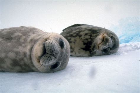 seal pup cute animals cute seals