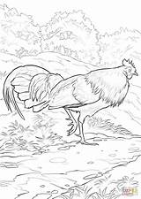 Coloring Junglefowl Pages Rooster Delaware Red State Bird Seal Printable Drawing Chicken Supercoloring Categories sketch template