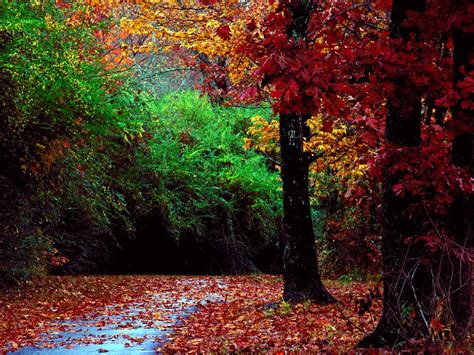 autumn forest  landscape color