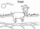 Goat Coloring Cute Kindergarten sketch template