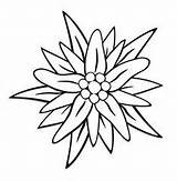 Edelweiss Edelweiß Drawing Flower Tattoo Clipart Silhouette Bilder Grafiken Zeichnung Flowers Alpen Au Zeichnungen Paintingvalley Pinnwand Auswählen sketch template
