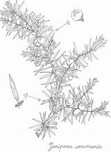 Juniper Berries Pattern Google Coloring Pages Botanical Illustration Drawings Drawing Search sketch template