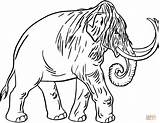 Mammoth Coloring Pages Woolly Age Wooly Clipart Mamoth Ice Sheet Baby Mammut Colouring Printable Gif Drawings Popular Template Clip Sketch sketch template